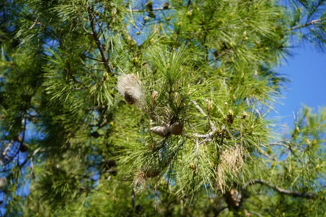 Antalya Ormanlarında İstila Başladı: Beyaz Keselerden Uzak Durun! 5